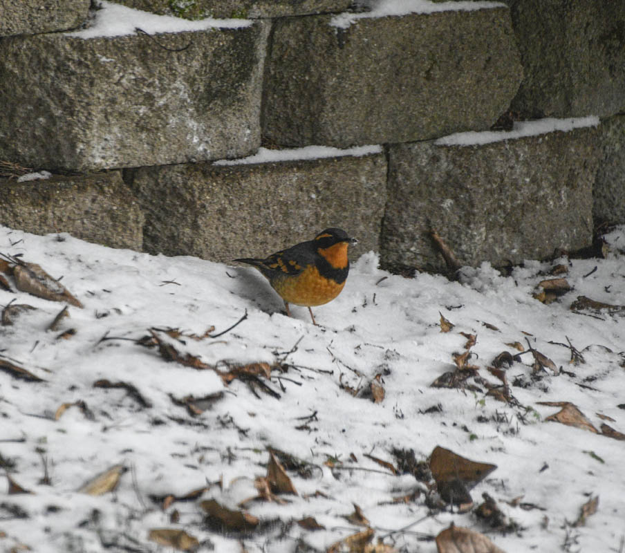 varied thrush