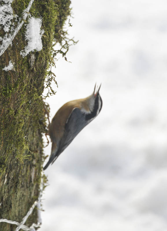 nuthatch sammamish