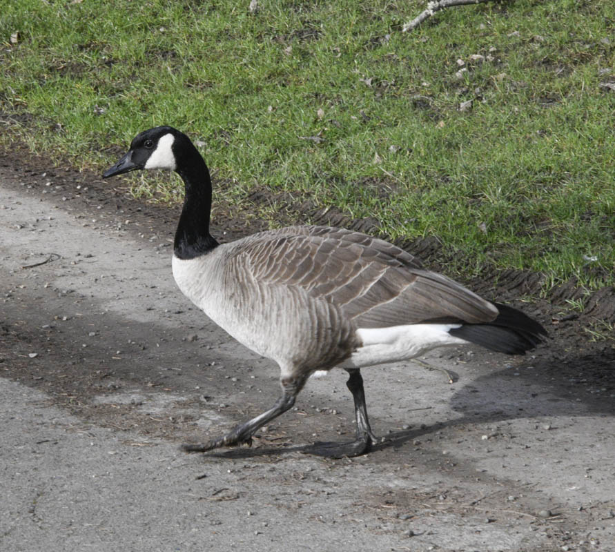 goose lake sammamish park