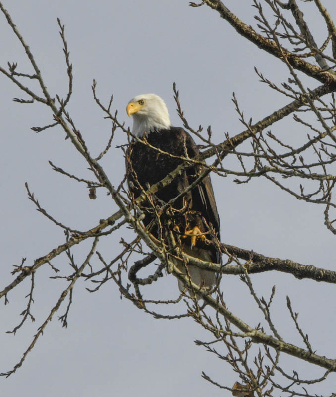 bald eagle lake sammamish park