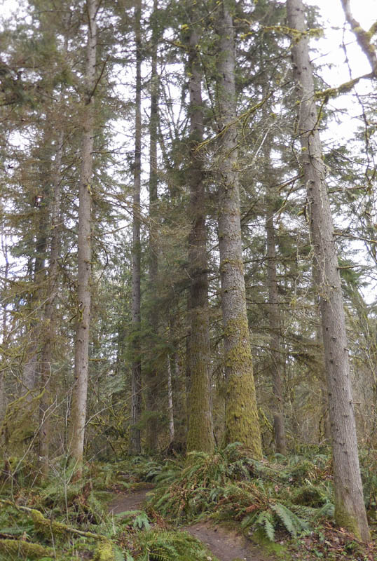 doug fir_hemlock stand soaring eagle