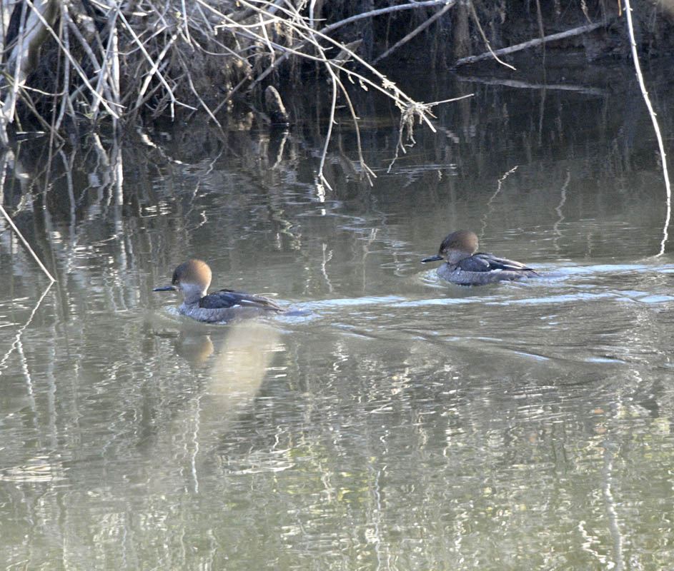 merganser issaquah creek