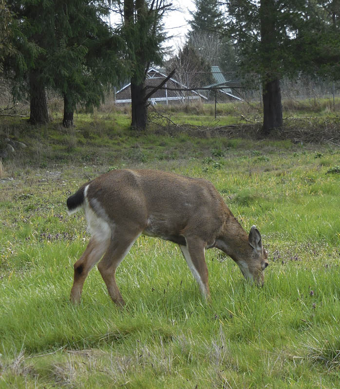 sammamish deer