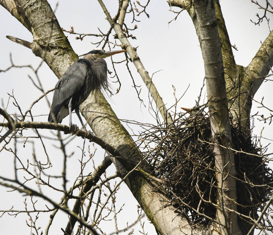 nesting herons marymoor