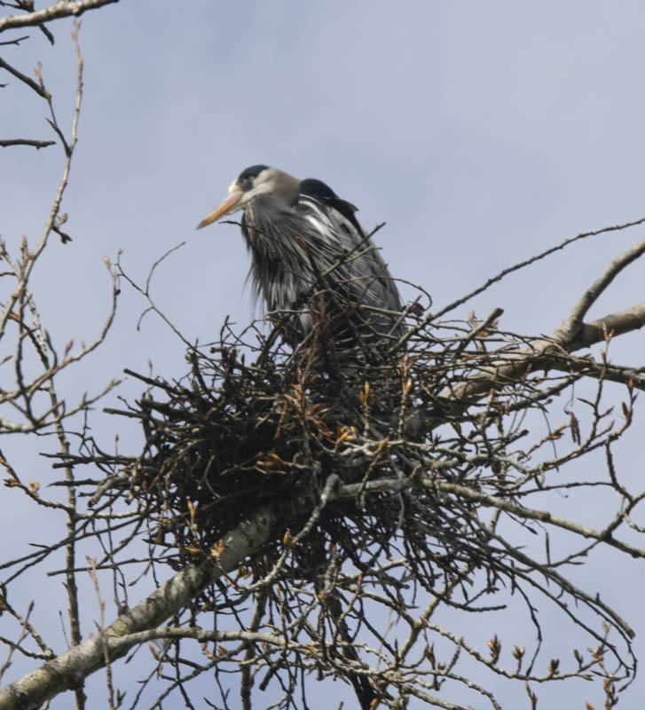 nesting heron marymoor