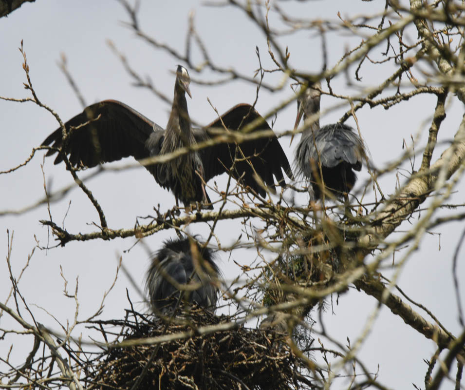 nesting herons marymoor