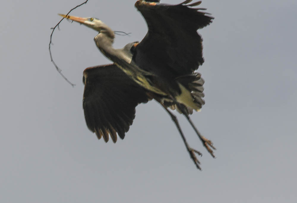 nesting heron marymoor