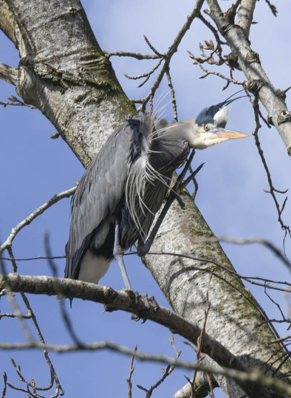 nesting heron marymoor