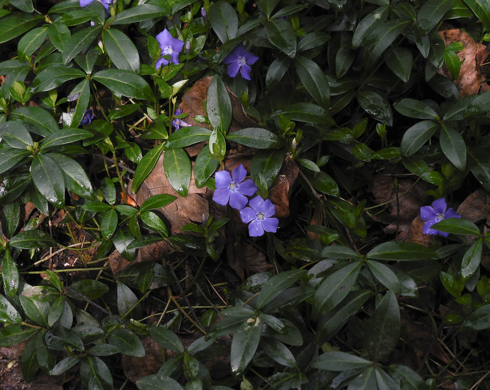 vinca