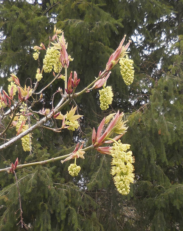 maple flowers