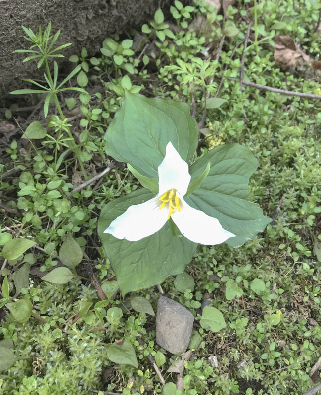 trillium soaring eagle park