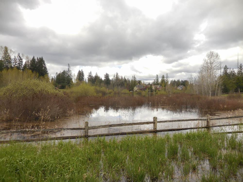 sammamish wetland