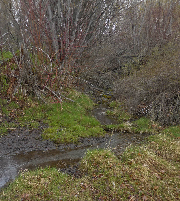 addy creek from spring upstream