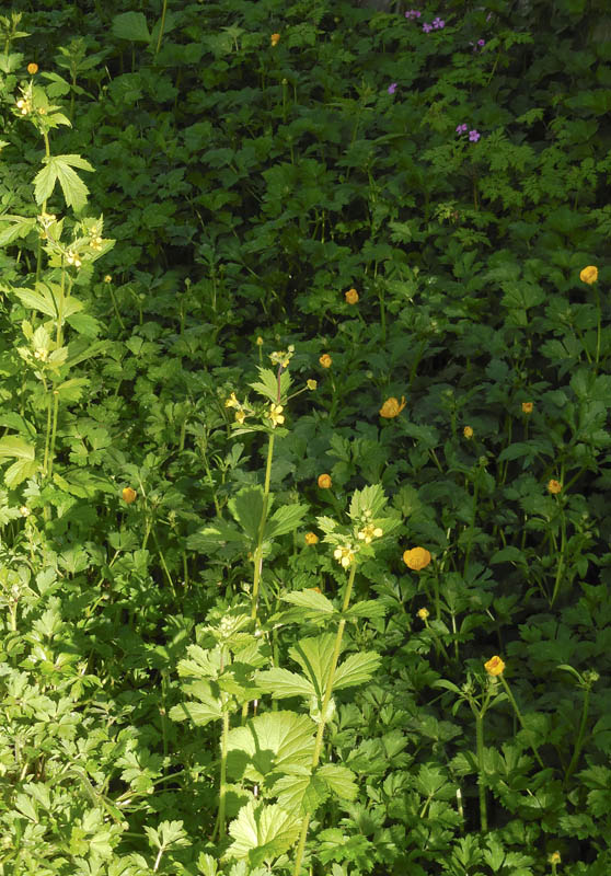 geum_buttercup_herb robert