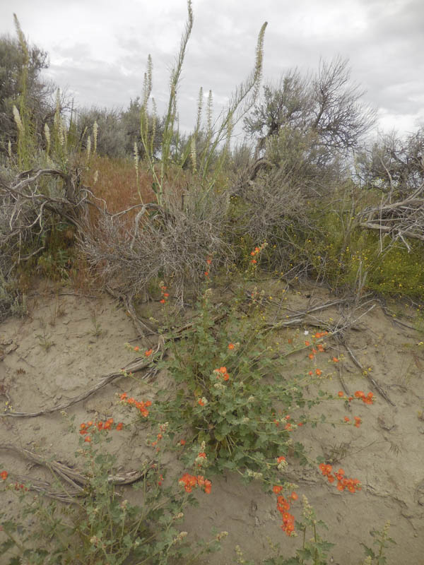 globemallow