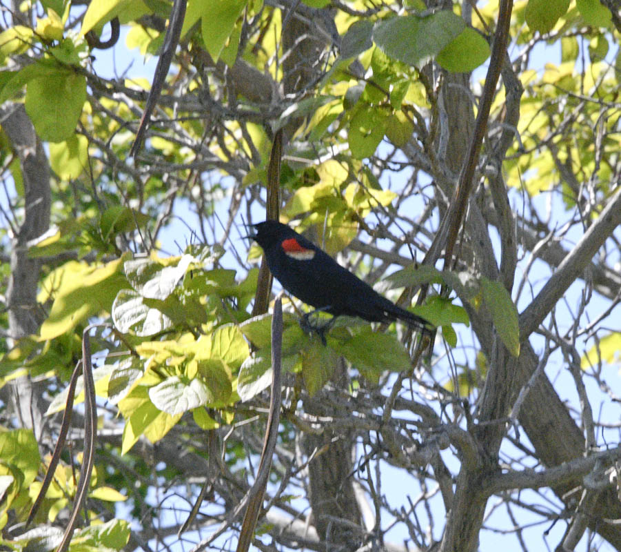 red wing bateman island