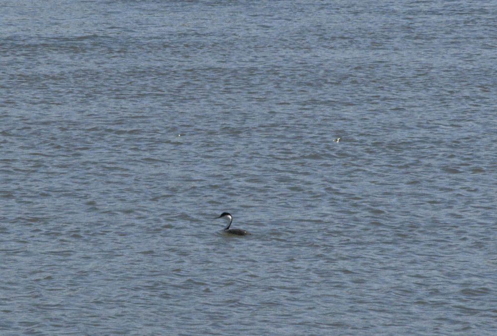 grebe