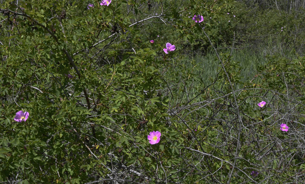 roses bateman island
