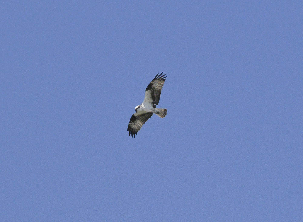osprey bateman island