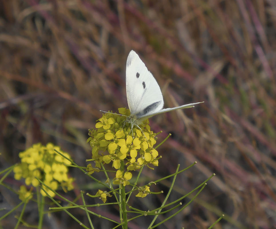 mustard butterfly