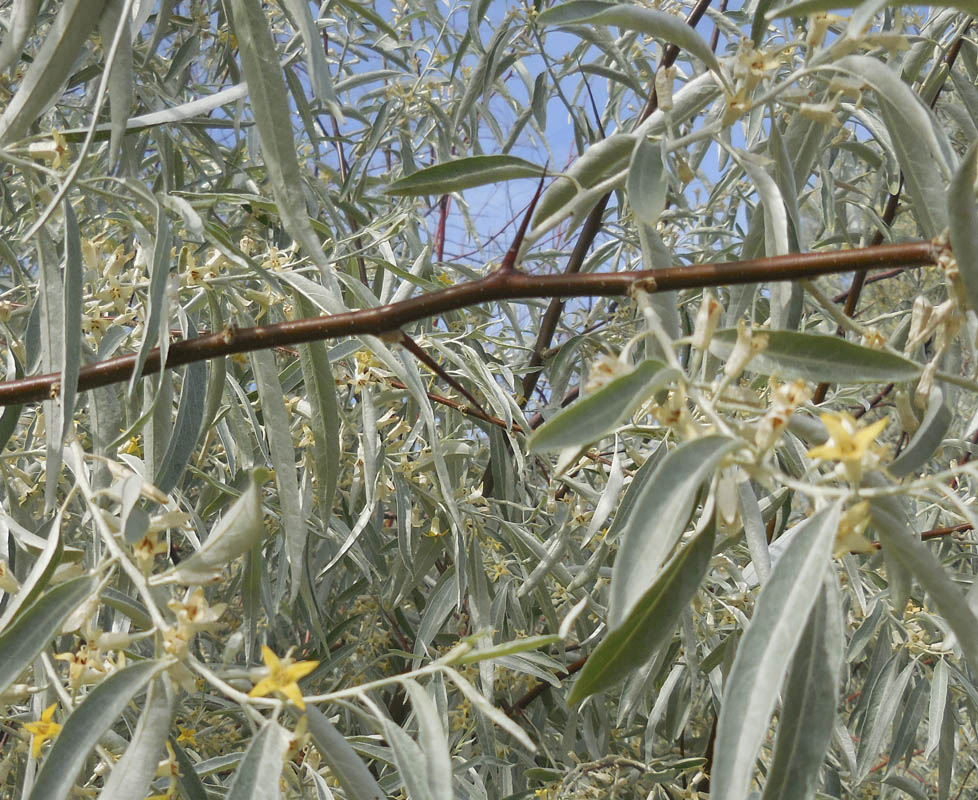 russian olive thorns