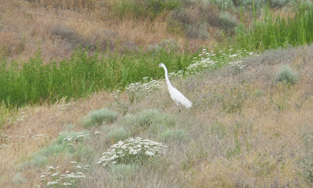egret at amon creek