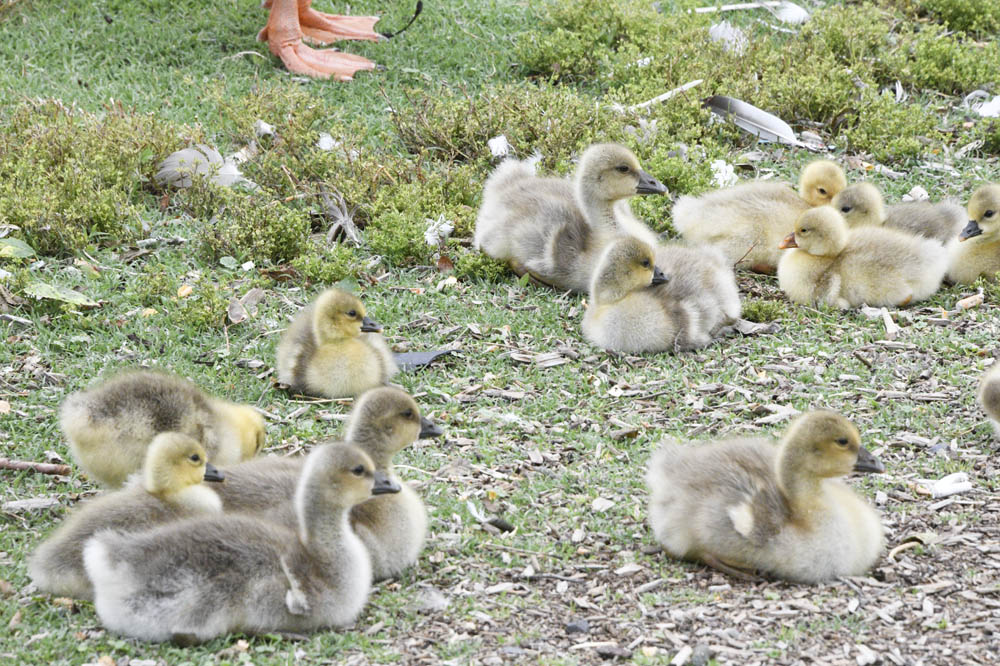 goslings kennewick
