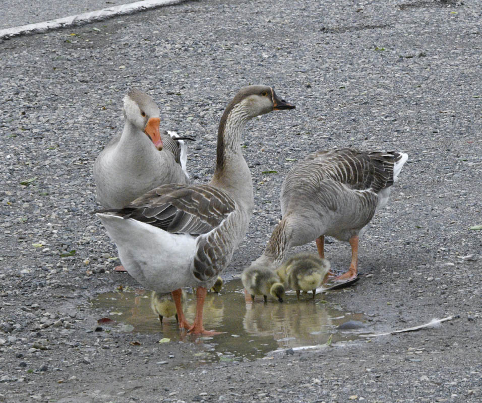 goslings kennewick
