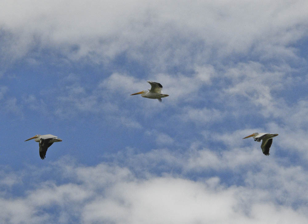 pelicans kennewick