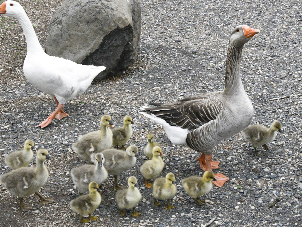 goslings kennewick