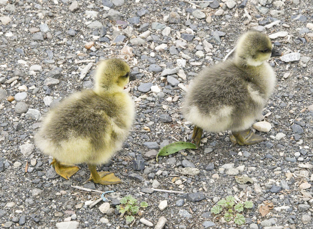goslings kennewick