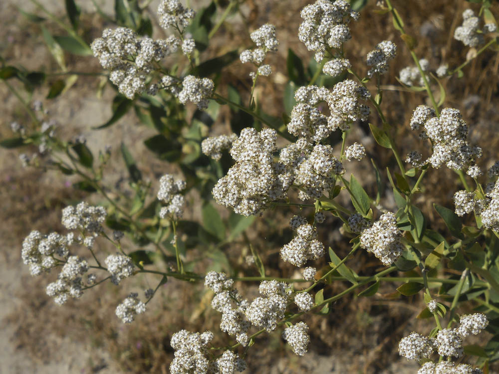 pepperweed