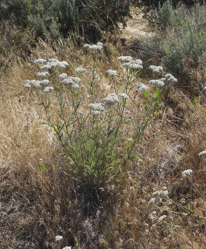 yarrow
