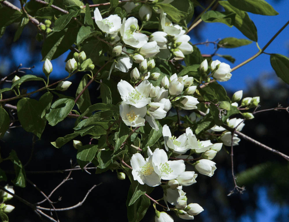 addy mock orange