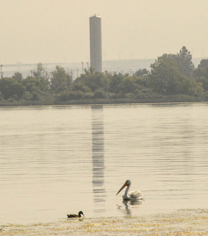 pelican columbia river