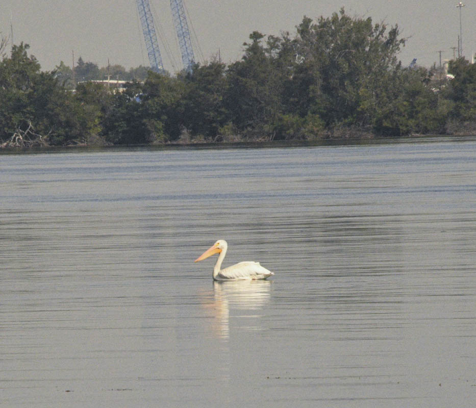 pelican columbia river