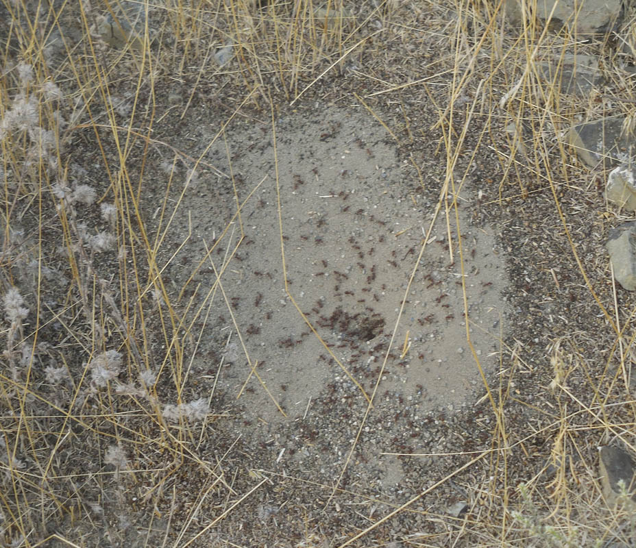 ants