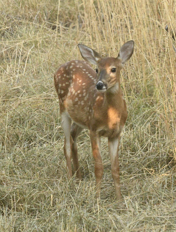 fawn