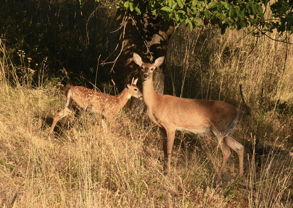 fawn and mom