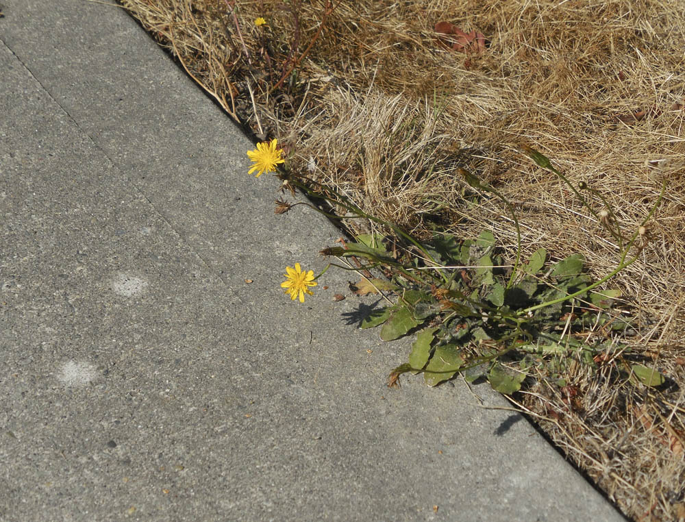 sidewalk weed