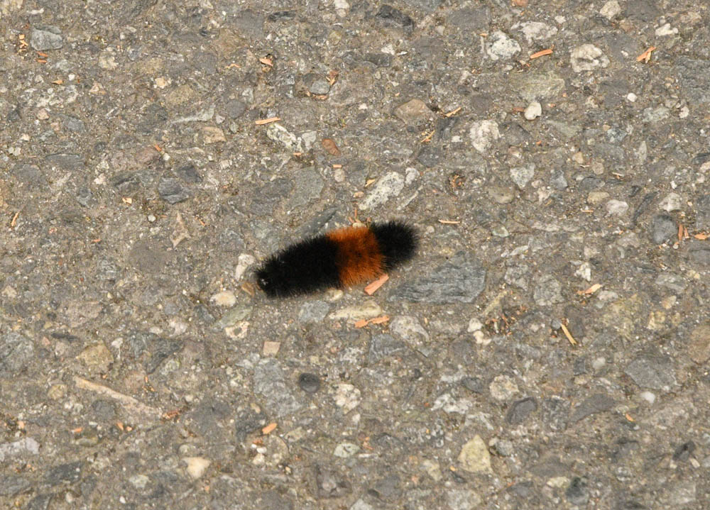 wooly bear