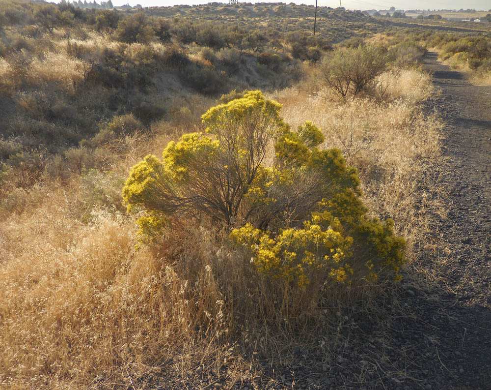 rabbitbrush