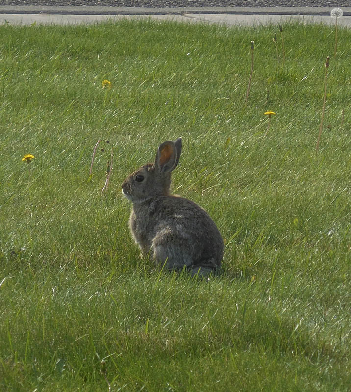 bunny on little badger