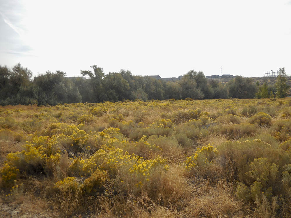 rabbitbrush amon creek