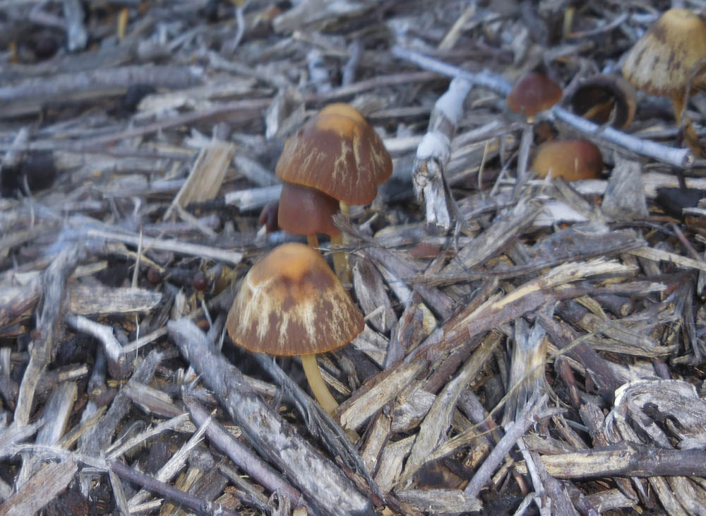 mushrooms
