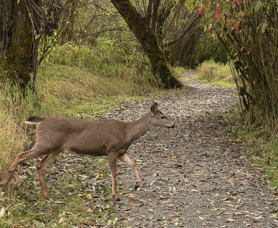 deer at lake sammamish park