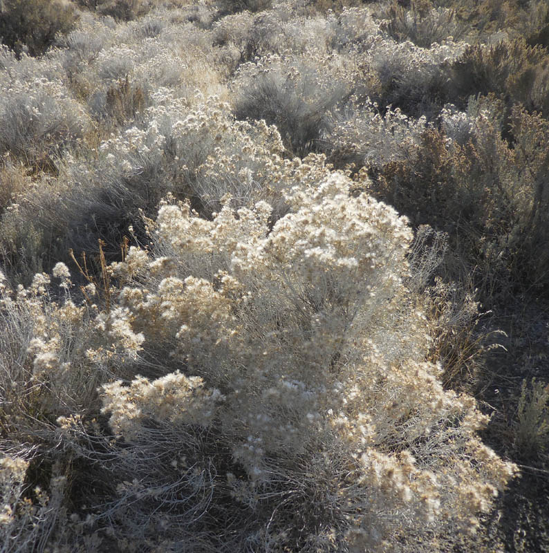 rabbit brush