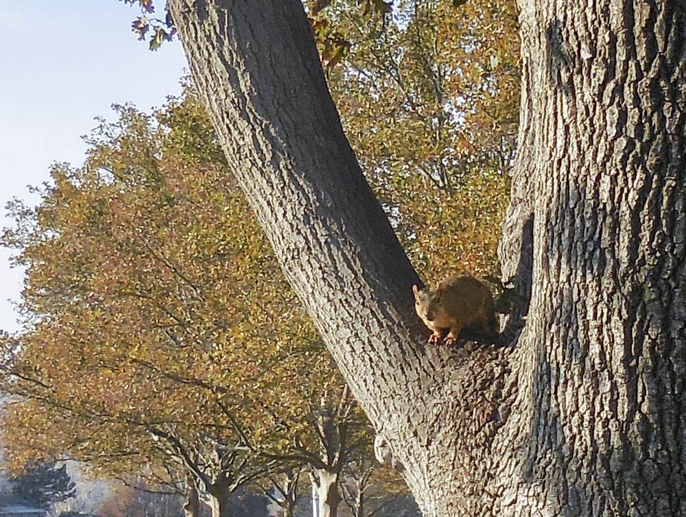 squirrel