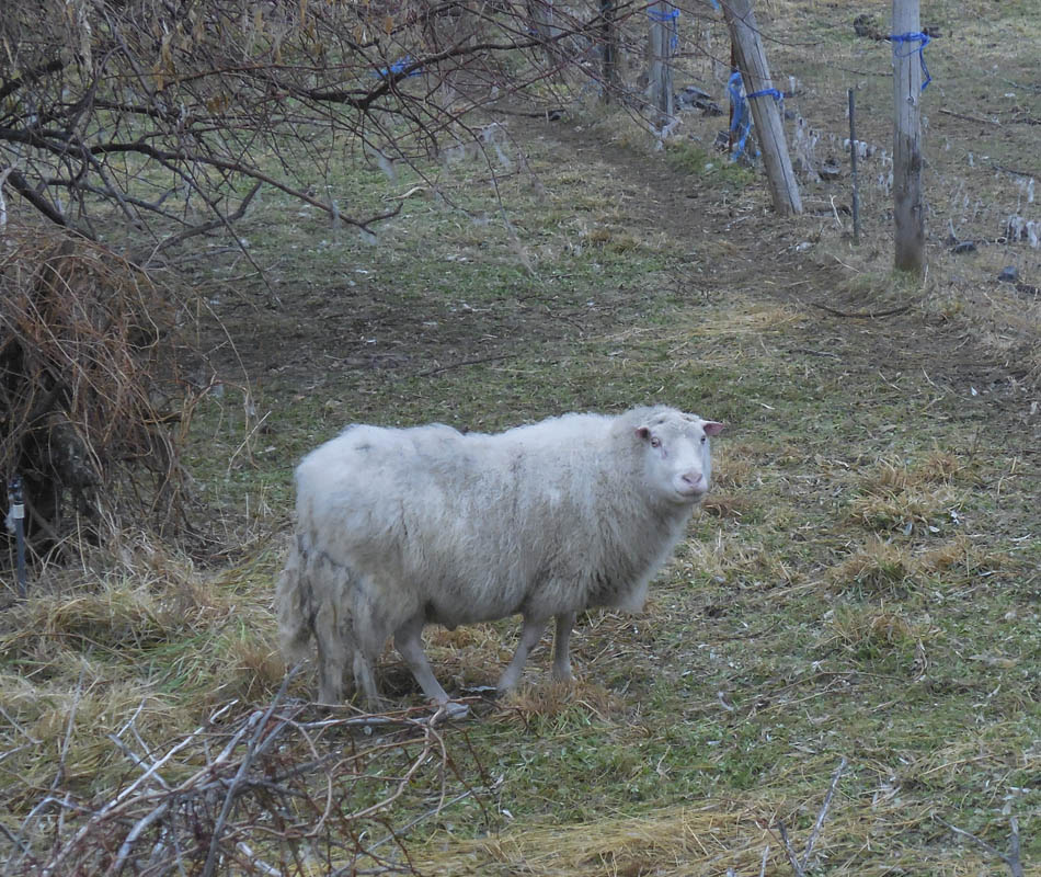 sheep in richland