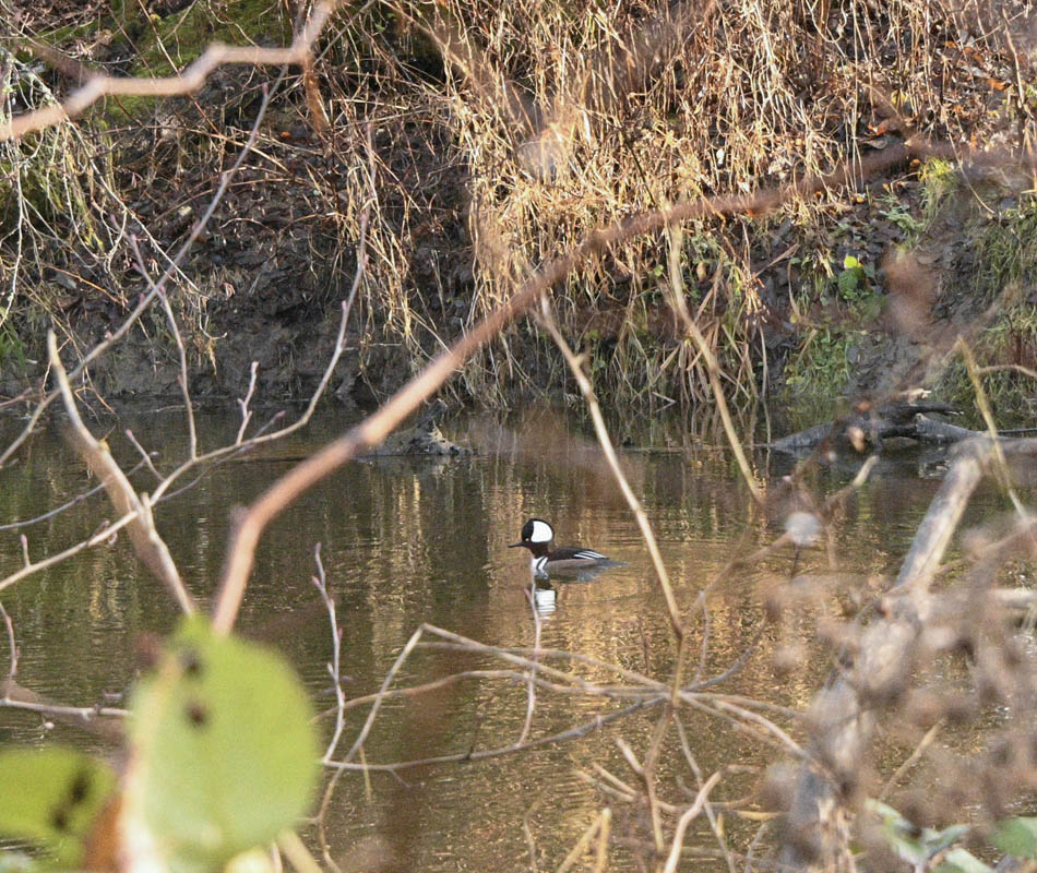 merganser issaquah creek